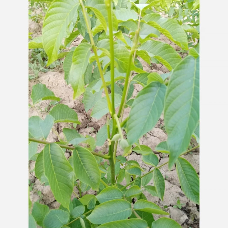نهال گردو آلتای ترکیه