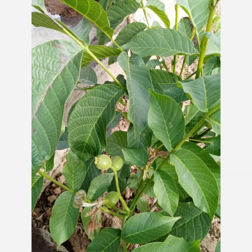 نهال گردو آلتای ترکیه