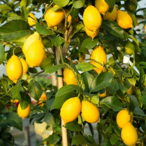 نهال لیمو سنگی