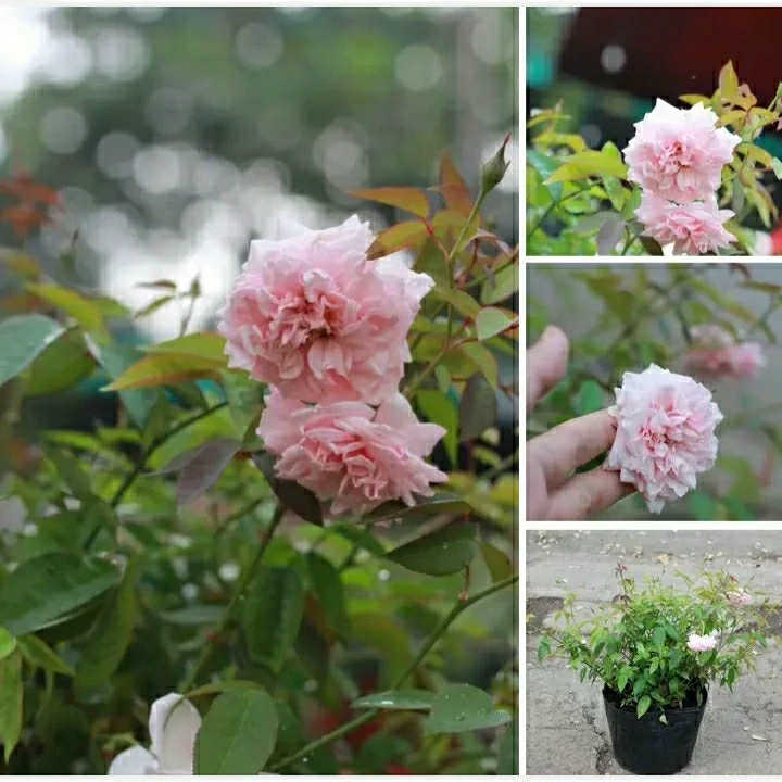 رز پاکوتاه معطر صورتی