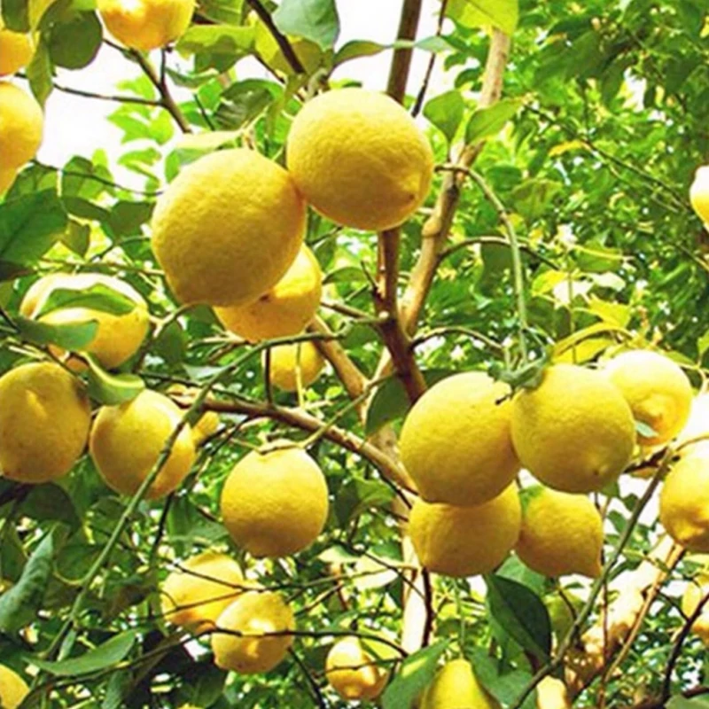 نهال لیمو شیرین