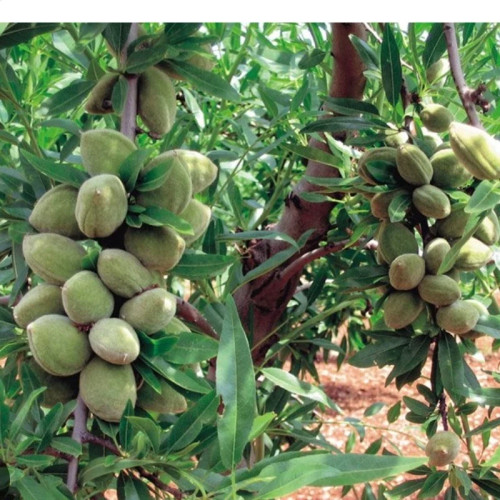 نهال بادام تونو ایتالیا(بادام سنگی)
