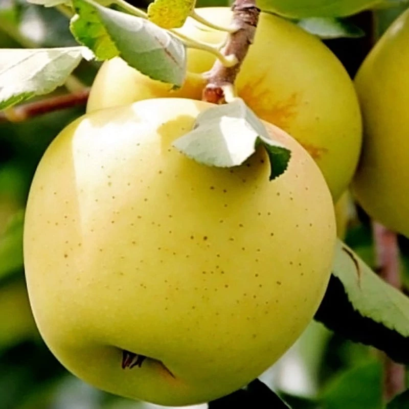 نهال سیب زرد لبنان