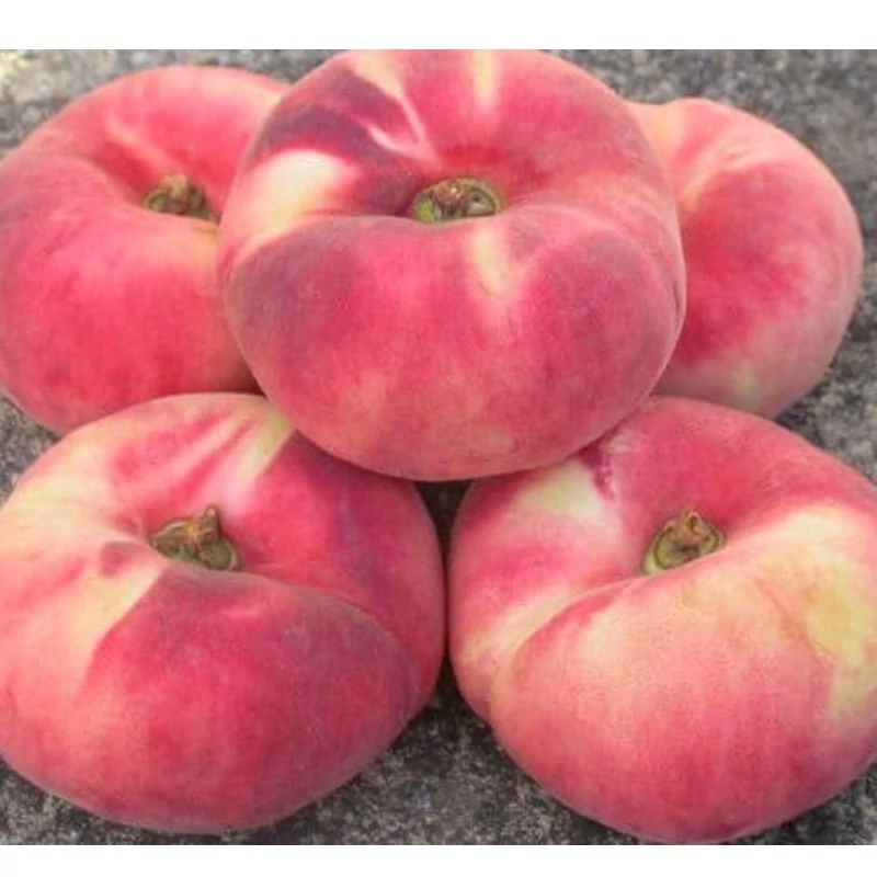 نهال هلو انجیری