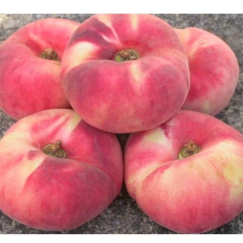 نهال هلو انجیری