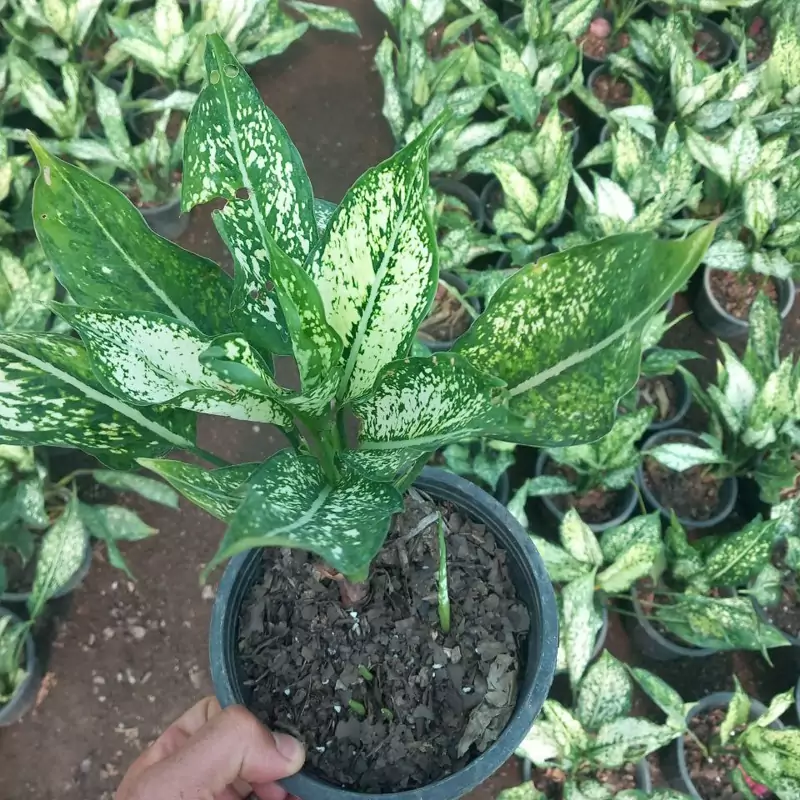 بوته آگلونما خالدار برفی