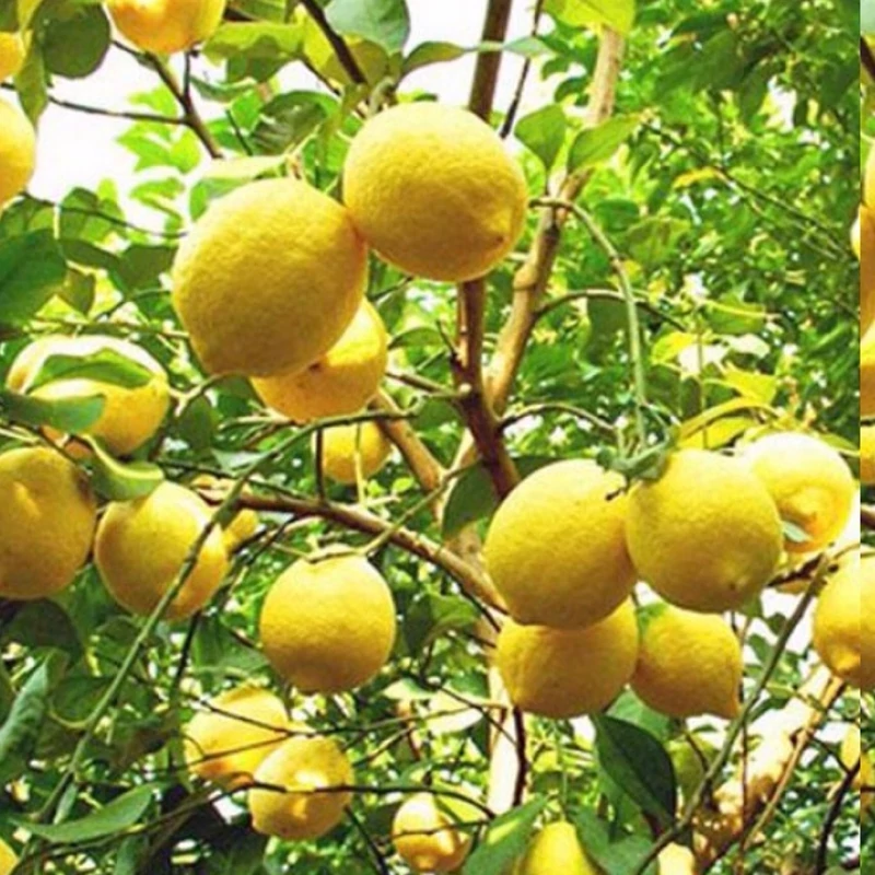 نهال لیموترش سنگی