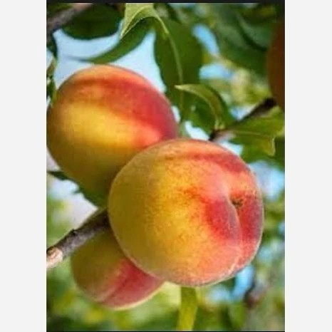نهال هلو پلاستیکی