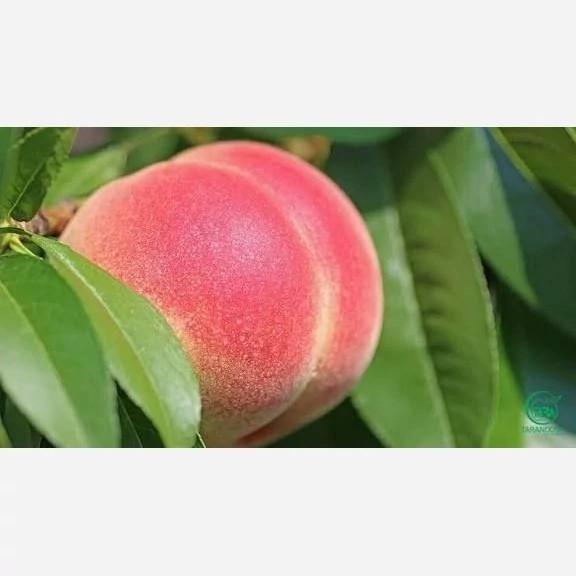 نهال هلو پلاستیکی