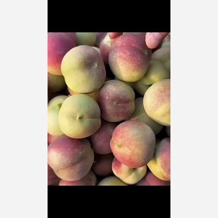 نهال هلو پلاستیکی