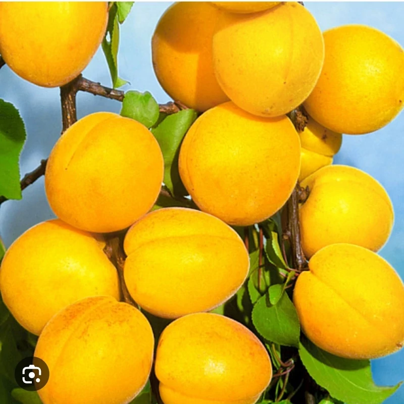 نهال زردآلو انبه ای