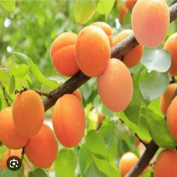 نهال زردآلو انبه ای
