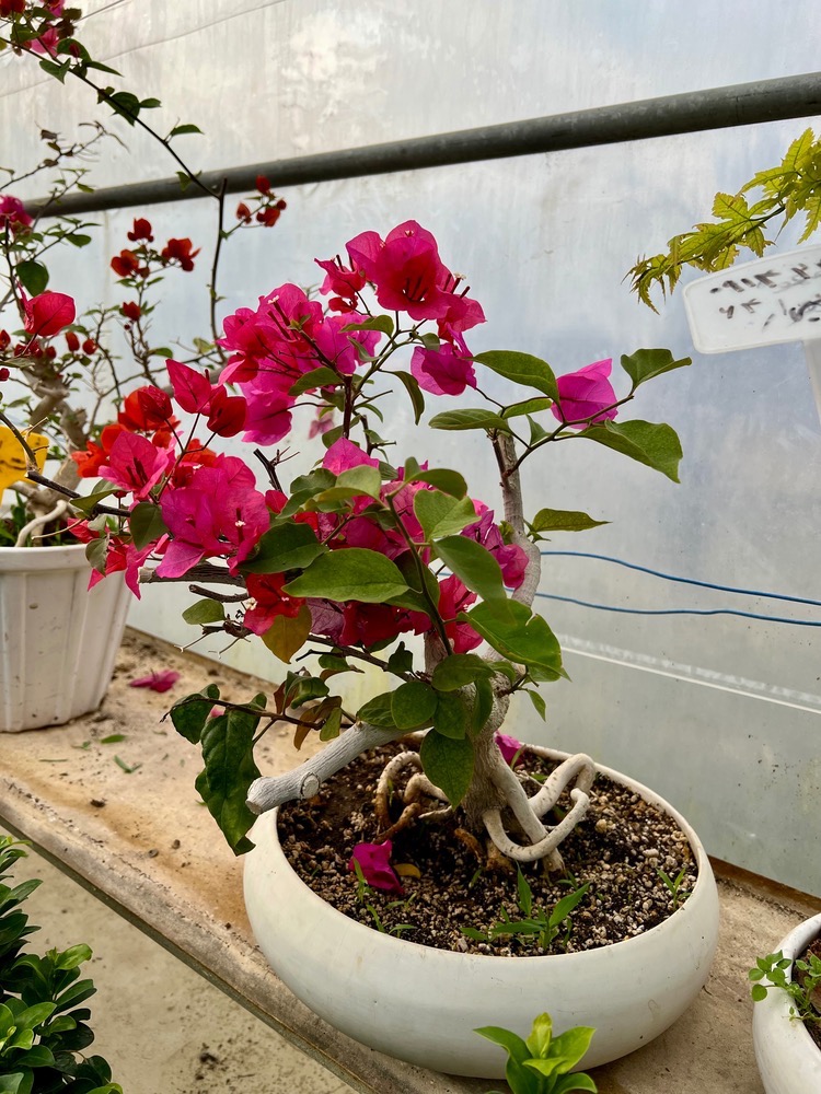 گل کاغذی بوته ای صورتی