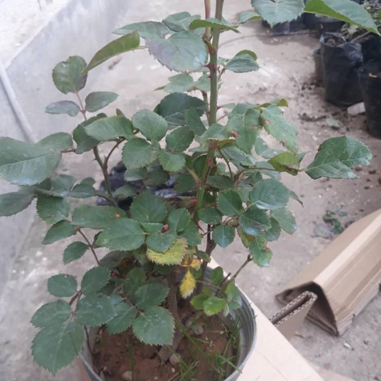 نهال گل رز موریس اریتلو