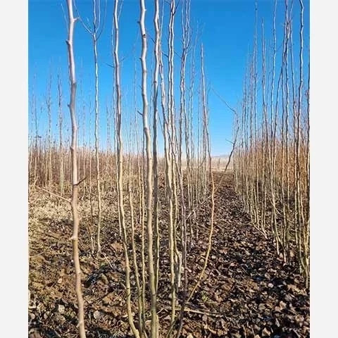 نهال گلابی سانتاماریا
