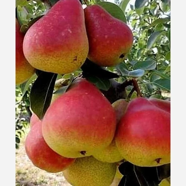 نهال گلابی سانتاماریا