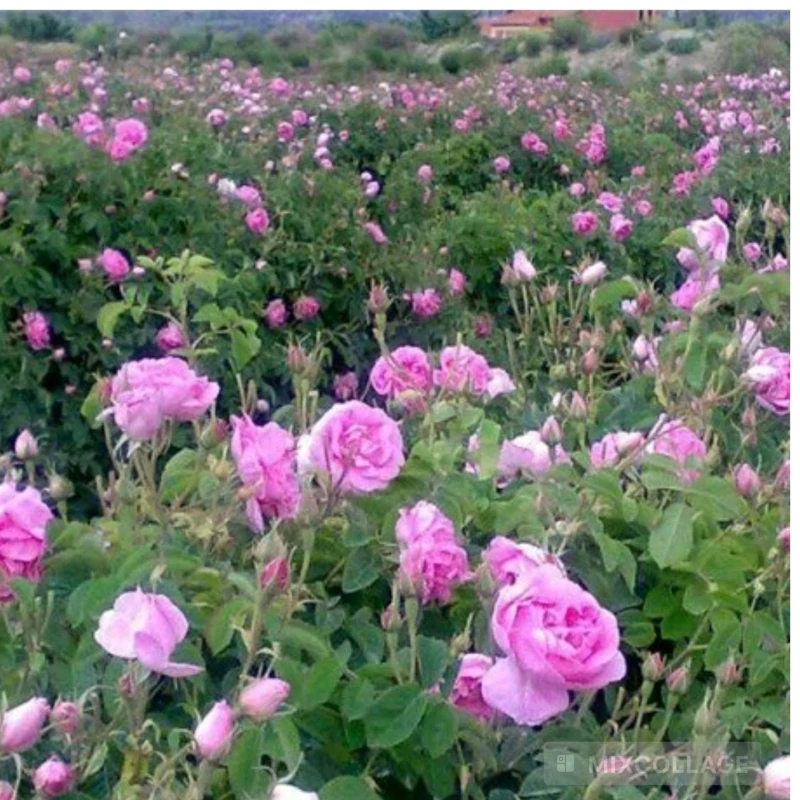 نهال گل محمدی(ریشه پرس)
