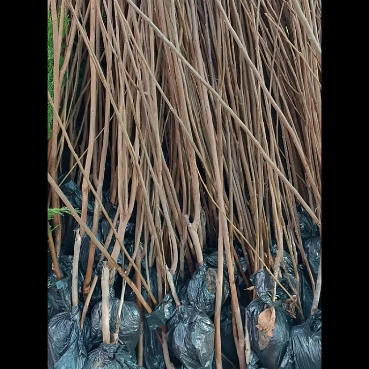 نهال خرمالو سیبی ریشه پرس