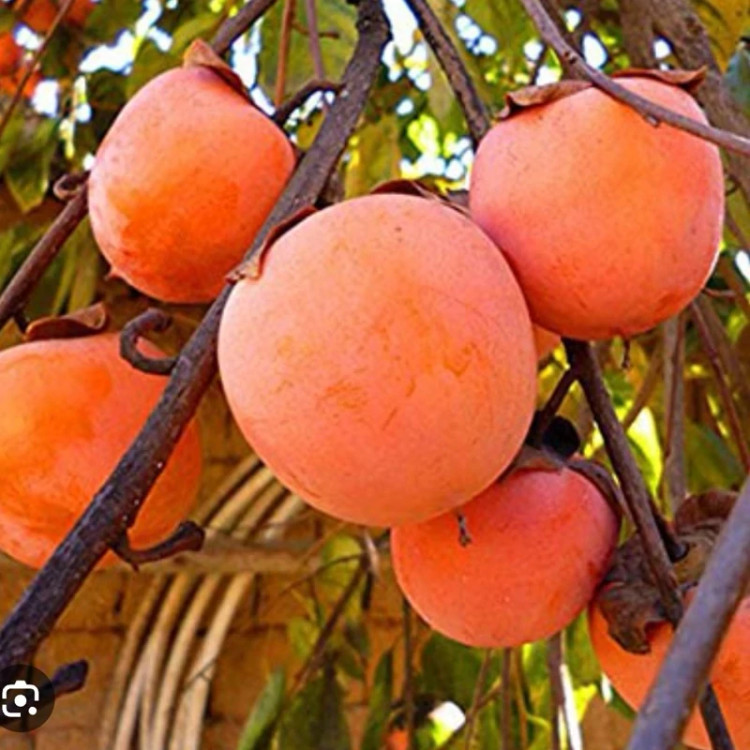 نهال خرمالو سیبی ریشه پرس