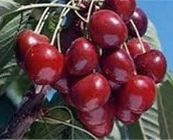 نهال گیلاس هلندی