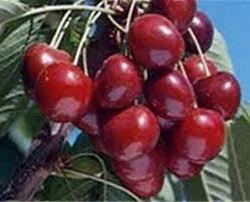 نهال گیلاس هلندی