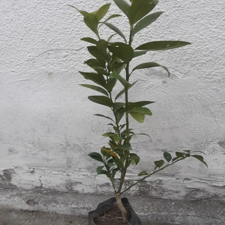 نهال لایم کوات
