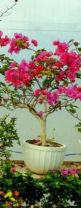 گل کاغذی صورتی بوته ای