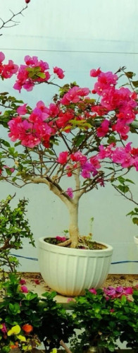 گل کاغذی صورتی بوته ای