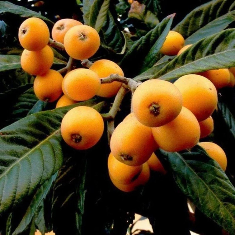 نهال ازگیل ژاپنی