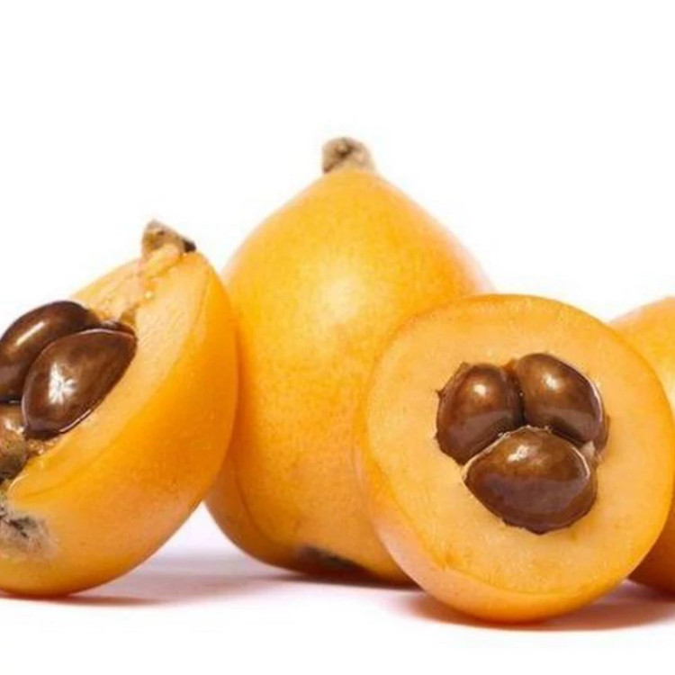 نهال ازگیل ژاپنی