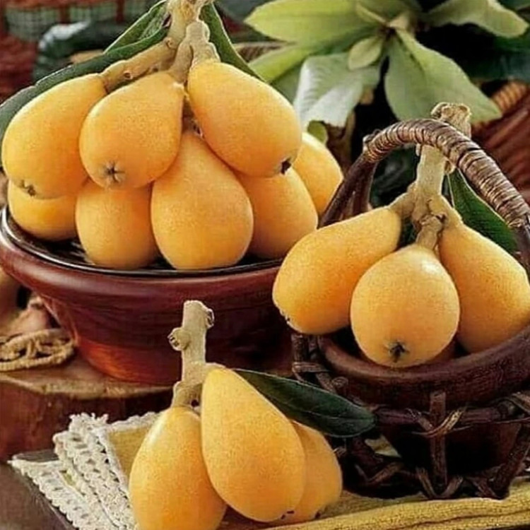 نهال ازگیل ژاپنی
