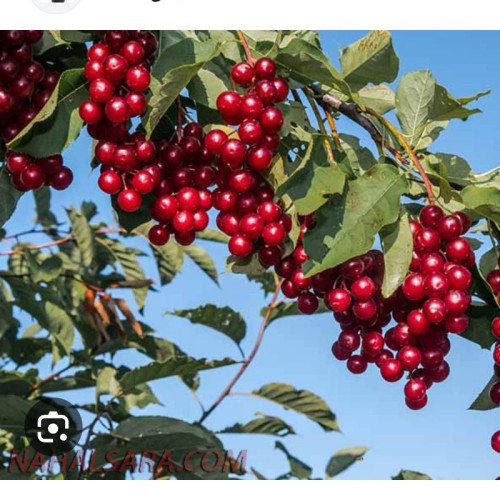 نهال آلبالو محلی آذربایجان