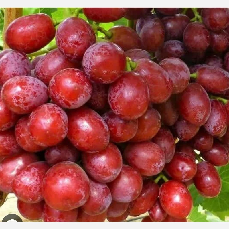 نهال انگور ردگلوب (کشت بافت) یکساله