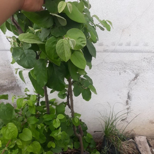 نهال به زرد