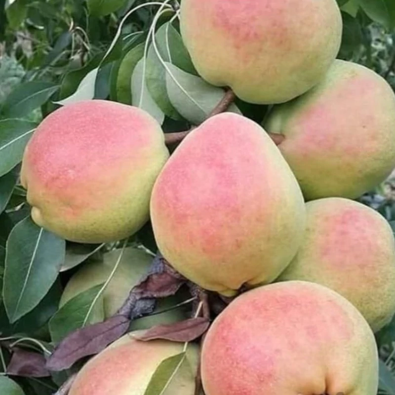 نهال گلابی درگزی اصلاح شده