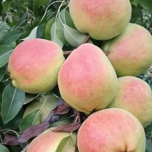 نهال گلابی درگزی اصلاح شده