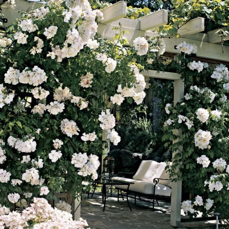 نهال گل رز رونده سفید