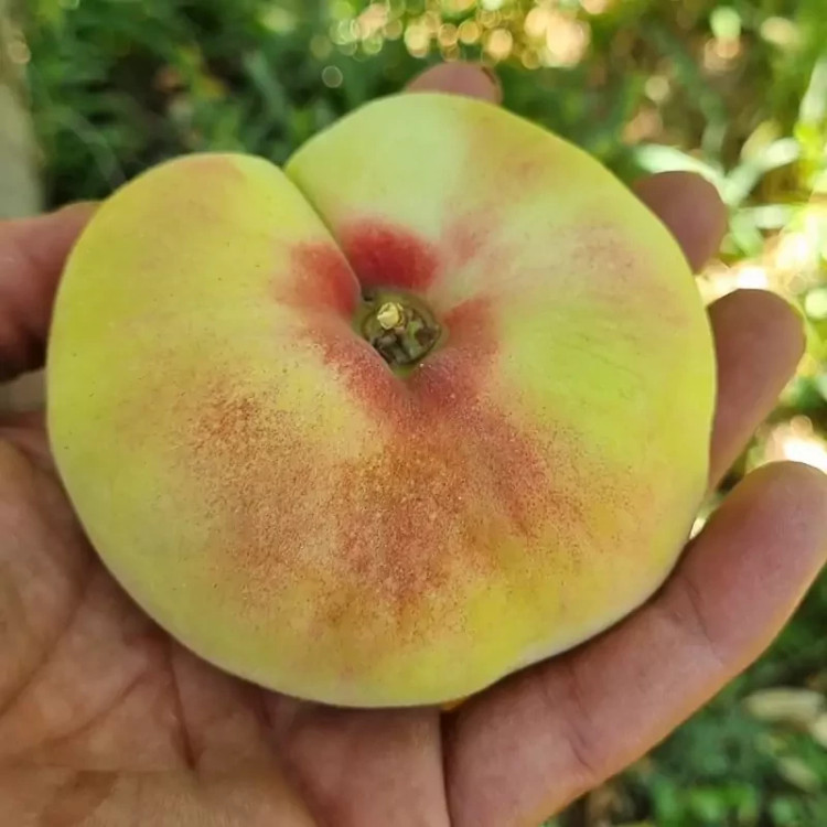 نهال هلو انجیری مالکی