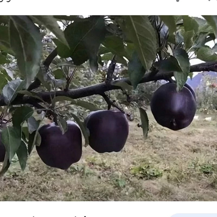 نهال سیب میراکل(سیب سیاه)