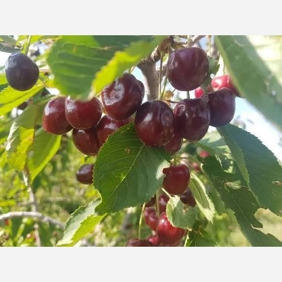 نهال گیلاس شاهرودی