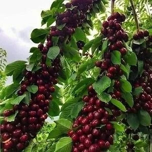 نهال گیلاس شاهرودی