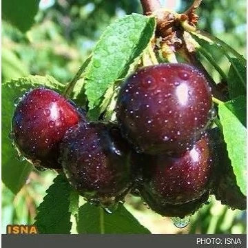نهال گیلاس شاهرودی