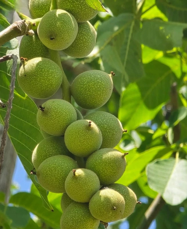 نهال گردو پکان