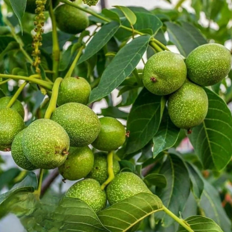 نهال گردو ژنوتیپ 5 ساله سایز بزرگ