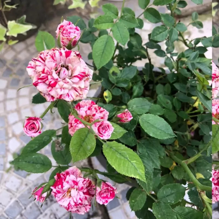 نهال رز جولیو
