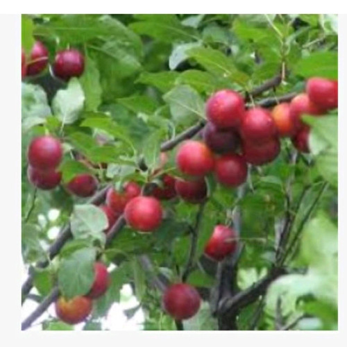 نهال آلو گیلاسی