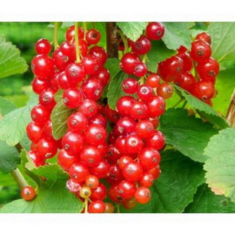 نهال کارنت قرمز هلندی