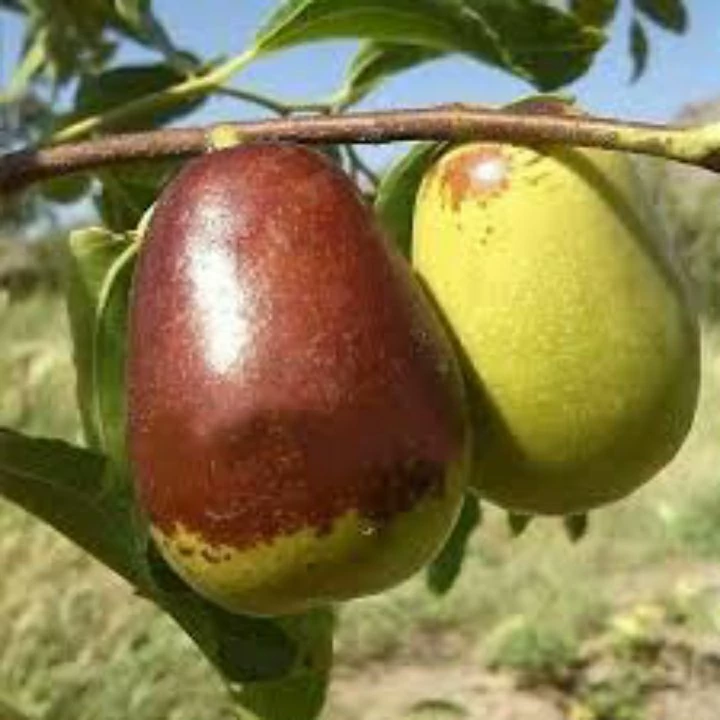 نهال عناب گلابی( اوکراینی ریشه پرس)