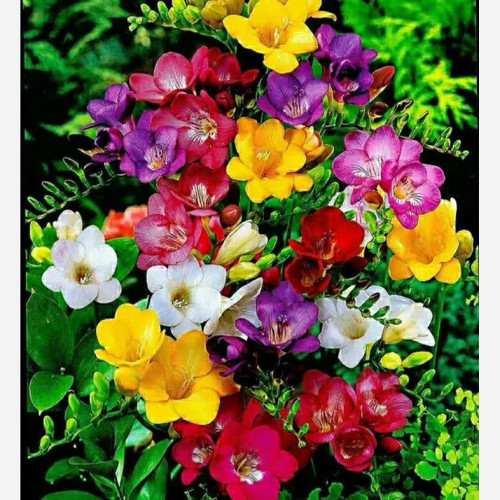 بوته گل پباز دار فریزیا