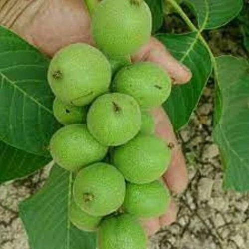 نهال گردو خوشه ای